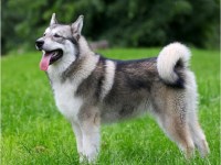 Alaskan Malamute thumbnail
